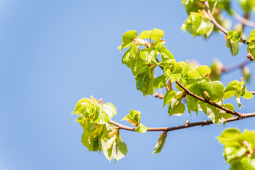 Tilia cordata, the small-leaved lime or small-leaved linden branch with fresh leaves in spring