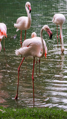 Pink flamingos - Bel&eacute;m, Par&aacute; (BR)