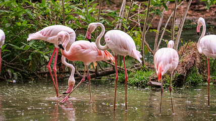 Pink flamingos - Belém, Pará (BR)
