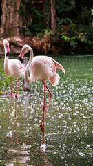 Pink flamingos - Belém, Pará (BR)