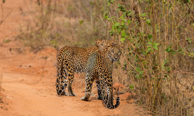 Obraz premium Sri Lankan Wildlife, Animals, Birds 