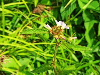 Melochia corchorifolia, Chocolate weed, is a weedy tropical plant that is typically seen in the wastelands. It has been most frequently observed to grow in open areas.