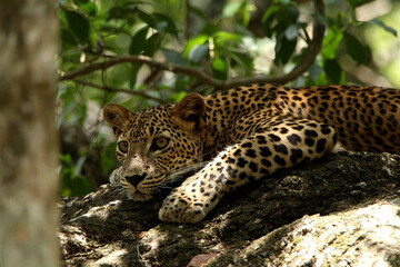 Sri Lankan Wildlife, Animals, Birds 