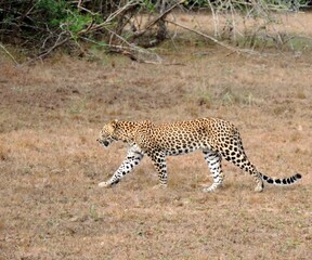 Sri Lankan Wildlife, Animals, Birds 