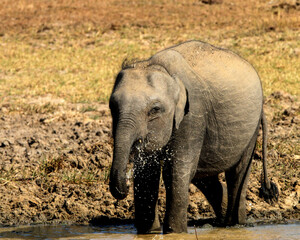 Obraz premium Sri Lankan Wildlife, Animals, Birds 