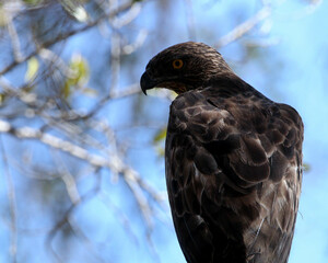 Birds of Sri Lanka in the Wild. Visit Sri Lanka 