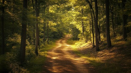 Obraz premium A Winding Path Through a Sunlit Forest