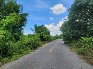 Naklejka premium road in the forest