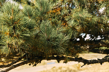 Close up of pine tree with fire hydrant on the side in a scenic outdoor setting