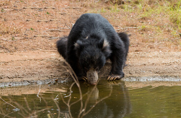 Sri Lankan Wildlife, Animals, Birds 