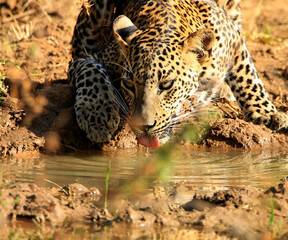 Sri Lankan Wildlife, Animals, Birds 