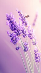 Obraz premium Bee resting on lavender flowers under soft light in pastel colors