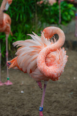 With a gentle peck on its body, the flamingo tended to its vibrant plumage, keeping every feather in perfect order, Audubon Zoo, New Orleans, Louisiana © Auston Duong
