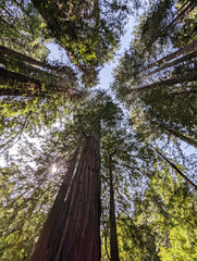 redwood trees in Muir Woods