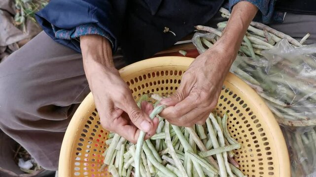A old female cutting cowpea into small section for cooking, stirring vegetable by hand. Concept of homemade product,pinch black-eyed peas a type of green bean of the legume family.