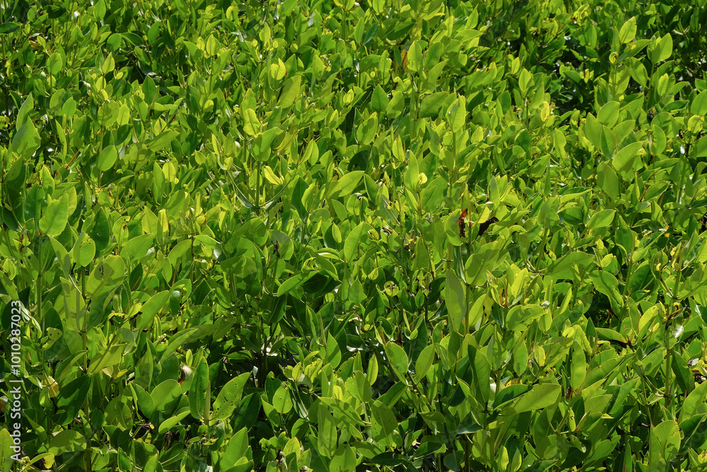 Poster lush mangrove leaves with abstract shapes, patterns and textures. mangrove trees line the beach to p