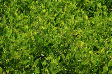 Lush mangrove leaves with abstract shapes, patterns and textures. Mangrove trees line the beach to prevent abrasion. Can be used for graphic design or banner background