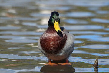 Burnaby Lake Burnaby, British Columbia, Canada - September 29, 2024: Mallard at Burnaby Lake
Shot using Canon m50 and Canon 200-400mm F4L