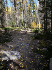 Rocky dirt bike trail through aspen trees in Gunnison National Forest near Sargents Colorado in autumn