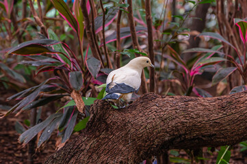 Perched on a branch, the bird surveys the world with quiet wisdom and untamed grace, Audubon Zoo,...