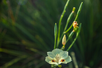 Flowers of the pampa biome in southern Brazil