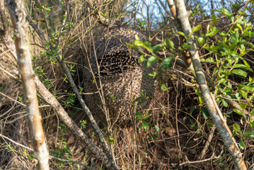 Hornet and bee house Polybia scutellaris.