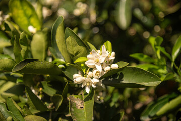 Orange tree flowers (Citrus × sinensis) in the process of pollination.