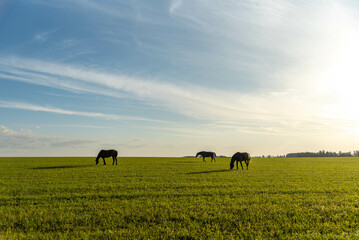 Rural landscape in southern Brazil.
