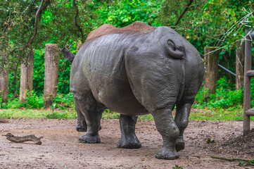 Fototapeta premium The rhino’s rear end is a sturdy reminder that even the toughest have a softer side, Audubon Zoo, New Orleans, Louisiana
