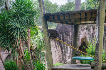 A mandrill’s gaze seems to hold secrets of the jungle, both ancient and profound, Audubon Zoo, New Orleans, Louisiana