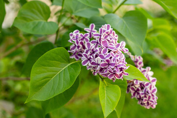 lilac flowers blossom close-up on green leaves with blurred background spring time
