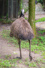The emu at the zoo walks with a quiet grace, its long legs carrying it through time and wonder, Audubon Zoo, New Orleans, Louisiana, United States of America