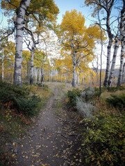 Trail through yellow aspen trees in Gunnison National Forest near Sargents Colorado in autumn with fallen leaves