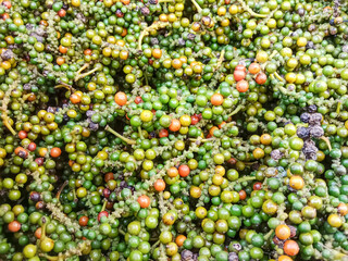 Fresh ripe red and green color seeds of pepper plant. White peppercorns (white pepper) spice plant....