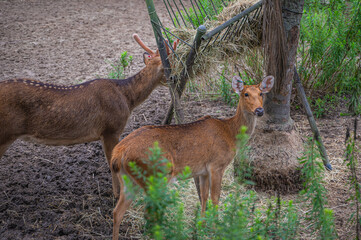 A sight of elegance—watch the Barasingha move with quiet strength through its habitat, Audubon Zoo, New Orleans, Louisiana, United States of America
