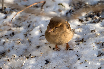 sparrow in winter
