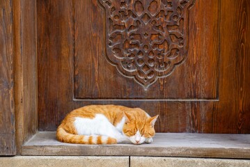 a beautiful cat lying on the threshold at the door in Baku. High quality photo