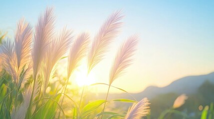 Obraz premium Tall flowering grass on green meadow at sunrise or sunset