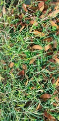Obraz premium Wild grass on the side of the road and scattered dry leaves