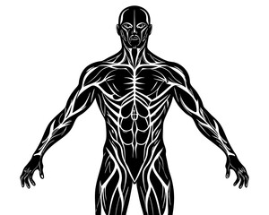 human body silhouette vector illustration