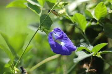 This garden is perfect for many herbal plants and also serves as a biotope for many animals.