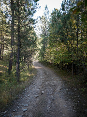 Obraz premium Rocky Dirt trail through pine trees in the Black Hills National Forest near Rapic City South Dakota