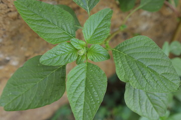 This garden is perfect for many herbal plants and also serves as a biotope for many animals.