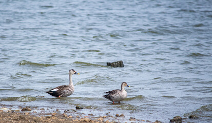 Fototapeta premium Bird in the Wild