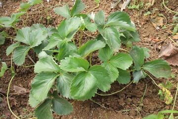 This garden is perfect for many herbal plants and also serves as a biotope for many animals.