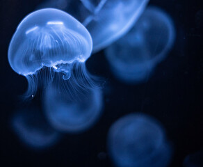 jelly fish in the water