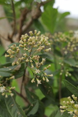 This garden is perfect for many herbal plants and also serves as a biotope for many animals.