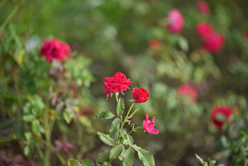 Just a walk in the park...