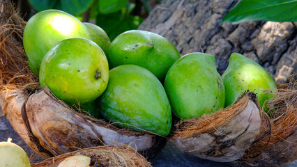 Close up of green mangoes in coconut husk on fruit stall of tropical island in Mo'orea, Tahiti, French Polynesia in South Pacific