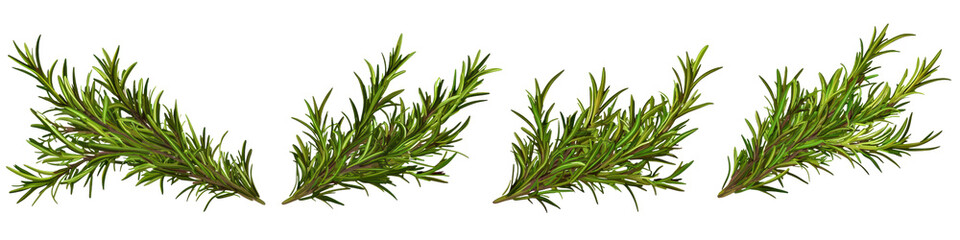 Fototapeta premium Green foliage branches, white isolated background., transparent background